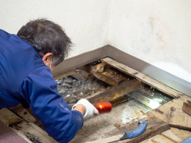 Best Health and Safety Mold Remediation in Long Hill, CT