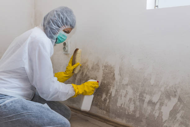 Best DIY Mold Remediation Support Services in Long Hill, CT