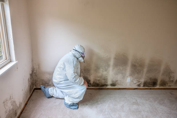 Best White Mold Remediation in Long Hill, CT