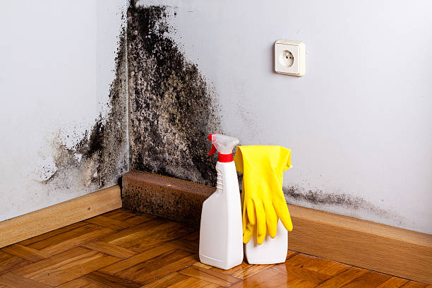 Best Attic Mold Remediation in Long Hill, CT