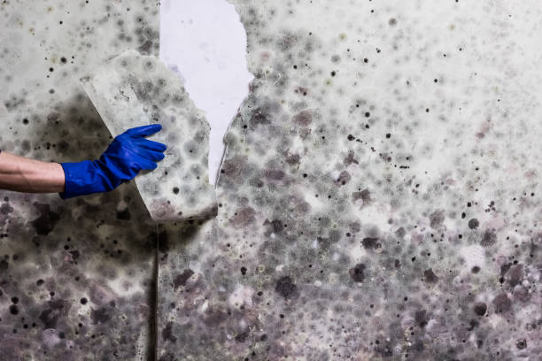 Best Mold Remediation for Schools in Long Hill, CT