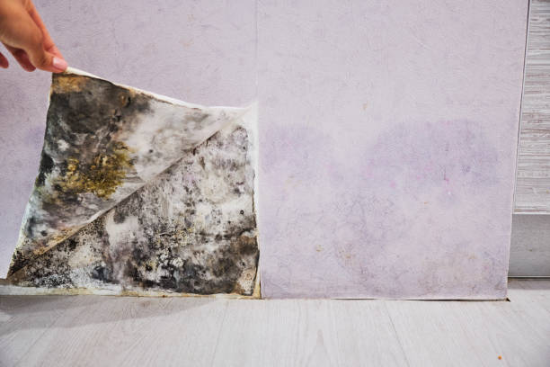 Long Hill, CT Mold Remediation Company